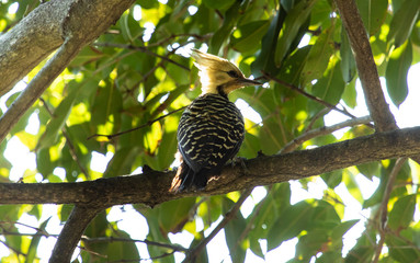 Great woodpecker