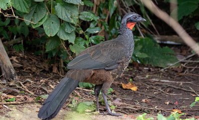 Exotic bird - Guan