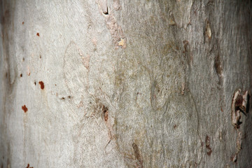 Abstract Tree bark texture. Natural wood background.