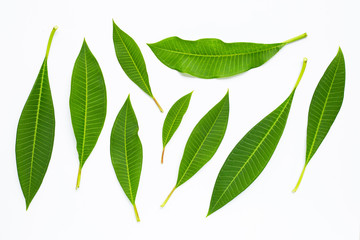 Plumeria leaves on white background.