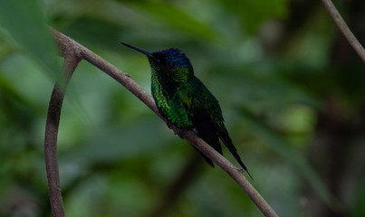 Fototapeta na wymiar Green hummingbird