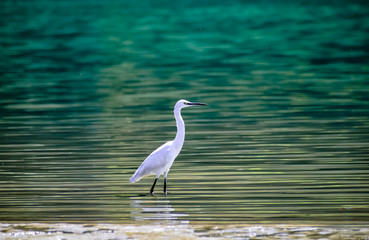 egret in blue water of ganga rishikesh beautiful background standing summer tourism