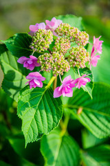 Fototapeta premium アジサイ