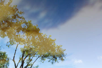 reflex