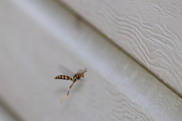 Wasp