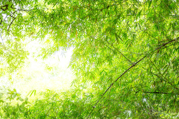 Bamboo leaves with sunlight