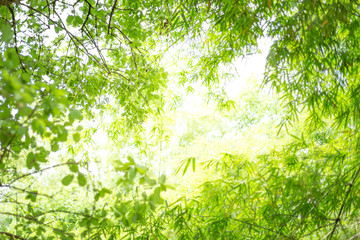 Bamboo leaves with sunlight