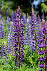 Close up of purple lupine in wildflower field being pollinated by a bee, nature background