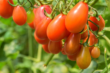 Delicious red tomatoes on the farm