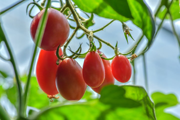 Delicious red tomatoes on the farm