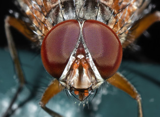 Macro Photo of Head of Little Orange fly Isolated on Black Background