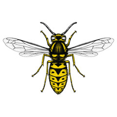 Illustration of a Eastern Yellowjacket