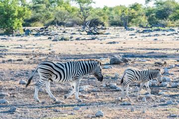 Obraz na płótnie Canvas Zebra mother and baby in Africa, Botswana