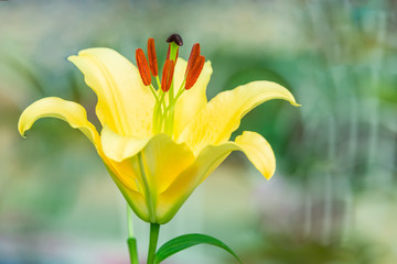 yellow lily flower in the garden