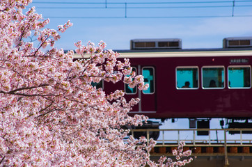 桜と阪急電車