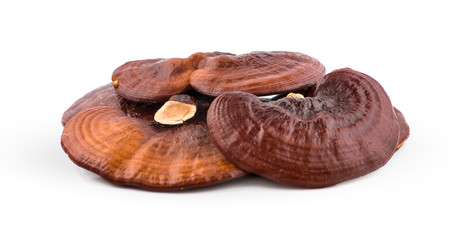 Dried Ganoderma Lucidum Mushroom isolated on white background.Ling Zhi Mushroom