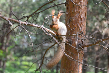 Squirrel in tree at sunrise.