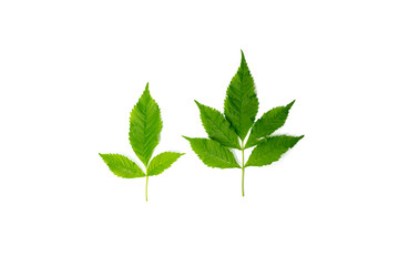 Beautiful Green leaf isolated on white background