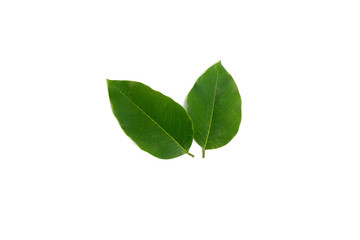 Siamese Rosewood leaves isolated on white background.Dalbergia cochinchinensis Pierre.Green leaf.