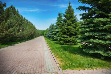 Fototapeta na wymiar Flat avenue landscape. The sidewalk in the park with cypresses on the sides.