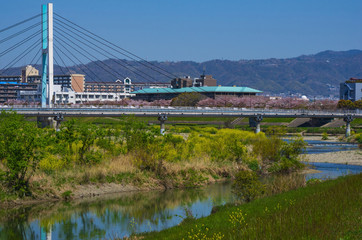 春の猪名川神津大橋・斜張橋と河川