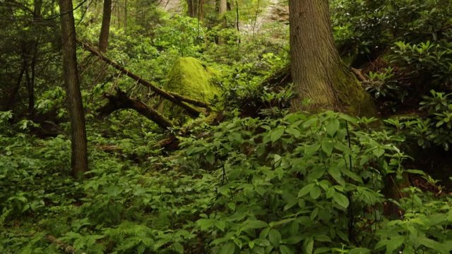 Nature Hike at Natural Bridge State Park, Kentucky
