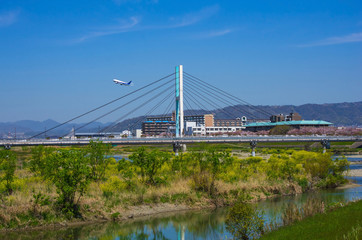 桜と葉の花の咲く猪名川・神津大橋と離陸する飛行機の見える風景