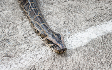Close-up of Burmese Python crawling on the cement floor.Python is a genus of nonvenomous snakes.