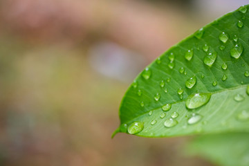 Close up fresh Green leaf with Water drop after rain on blur background.Drop of water on green Leaves.Photo select focus.
