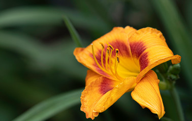 Obraz premium Blooming daylily