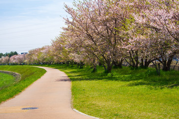 兵庫県尼崎市・猪名川の桜並木