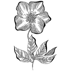 Fototapeta premium Hand drawn dog rose flower outline icon isolated on white background. Creative luxury fashion logotype concept icon. Hand Drawn vector illustration. Dog rose logo