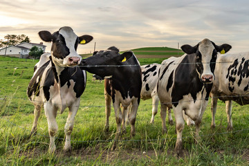 Holstein dairy cows standing in a line