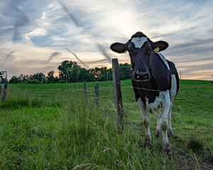 Lone Holstein looking at camera at twilight