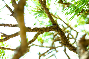 松の木と空を下から撮る