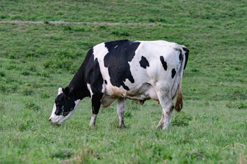 Lone Holstein grazing