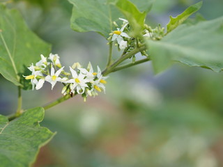 Flower Turkey berry, Solanum torvum name vegetable White petals, yellow pollen on blur nature background