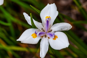 Flower Front-2