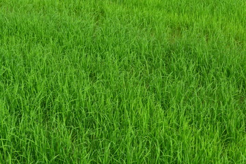 Obraz premium Rosną rośliny ryżu