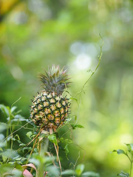 Pineapple all hung around with vines on nature background