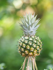 Naklejka na ściany i meble pineapple fruit on blurred of nature background