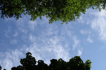 Natural background - blue sky and green leaves of trees