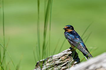Close up portrait of a colorful barn swallow against a green background on a sunny day