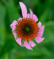 A closeup, top-view of a mesmerizing orange and pink flower