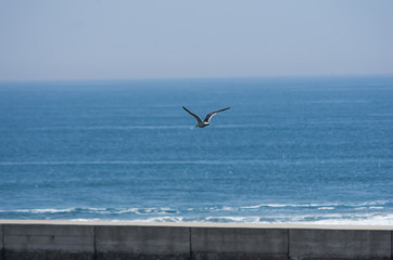 海とウミネコ