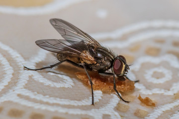 fly