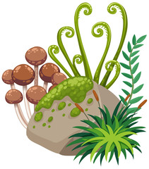 Isolated mushroom on white background