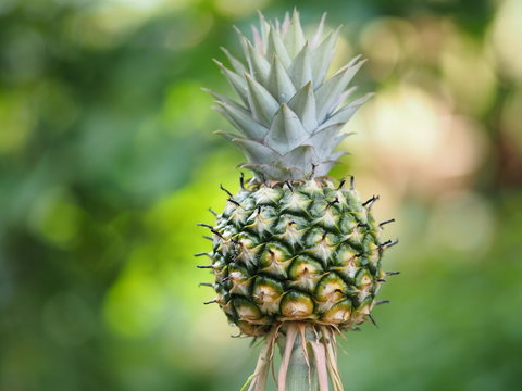 pineapple fruit on blurred of nature background space for write wording