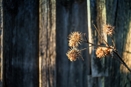 Melancholy Thistle Branch By The Barn Wall