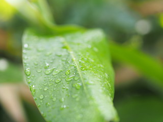 Rain drops on the green leaves on blurred of nature background